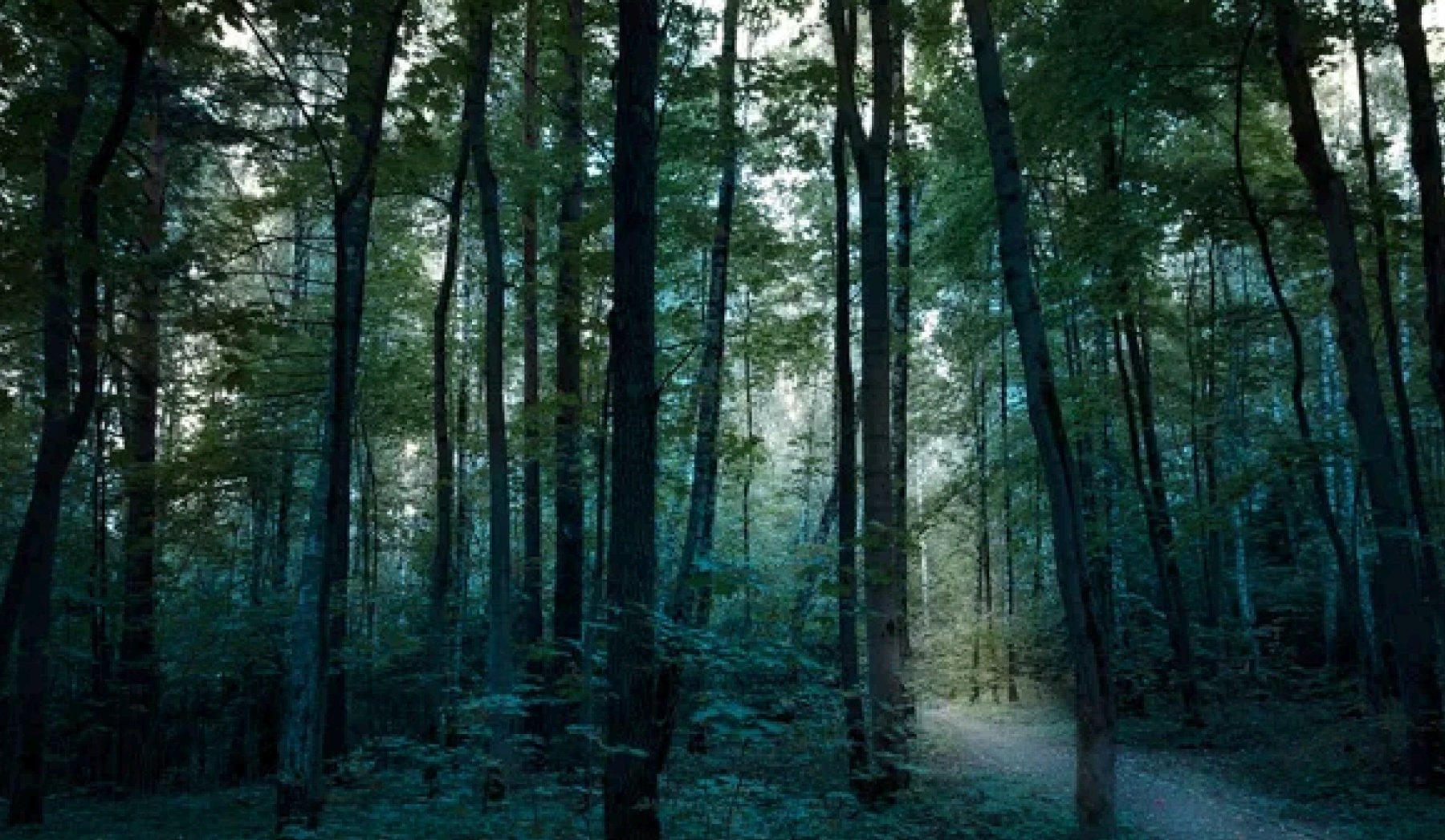 Misty Carpathian forest